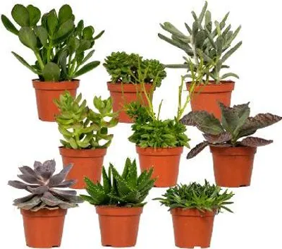 Produktbild von Sukkulenten Mix 18er-Set Ø8,5cm Mini-Pflanzen für Fensterbank Büro Pflegeleicht
