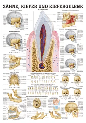Produktbild von Zähne und Kiefergelenk Mini-Poster Anatomie 34x24 cm medizinische Lehrmittel