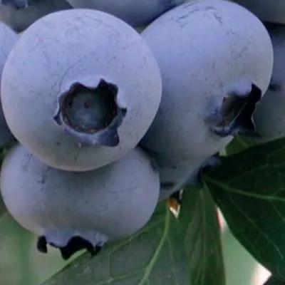 A close-up view of several ripe blueberries on a branch, with green leaves visible.