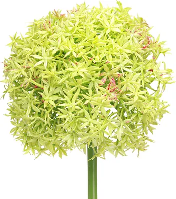 Produktbild von Allium Zierlauch Kunstblume Grün Ø18cm 90cm Deko