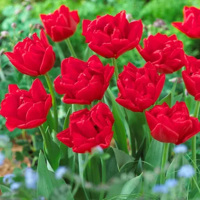 Productafbeelding van Winterharde, meerjarige tulpenbollen - Dubbelbloemige 'Red Passion' - 20 bloembollen - Echte planten uit Nederland - Tulpenbollen voor tuin, potten en balkon (grote bollen, geen zaden, niet kunstmatig)