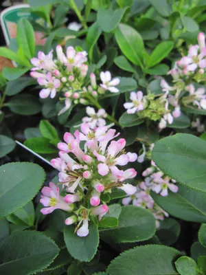 Produktbild von Hochstamm Escallonia leavis Pink Elle - Andenstrauch Hochstamm - 40cm Stamm + Krone