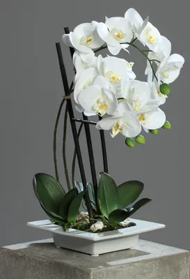 Produktbild von künstliche Orchidee, Phalaenopsis weiß in weißer Keramikschale H. 46cm DPI