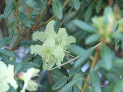Produktbild von Wild Rhododendron / Alpenrose - Rhododendron flavidum 30-40cm