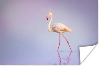 Produktbild von MuchoWow® Poster Flamingo - Wasser - Rosa 180x120 cm - Fotoplakat