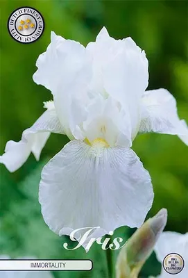 Artikelbild 2 von 'Iris Germanica Immortality (1 Stück)'