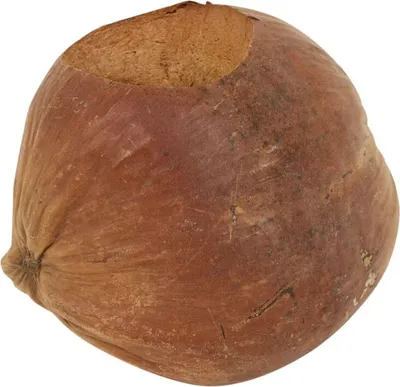Produktbild von Kokos Pflanzentopf Ø 15-17cm | Deko Kokosnuss