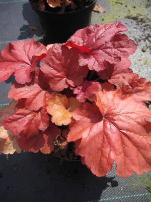 Produktbild von Heuchera micrantha Fire Alarm - Purpurglöckchen Fire Alarm - Blattschmuckpflanze