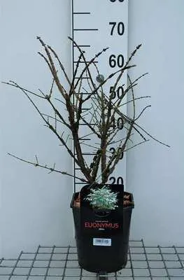 Produktbild von Euonymus alatus - Korkflügelstrauch 40- 50 cm Container