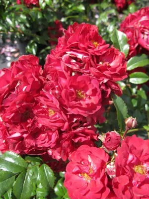 Produktbild von Bodendeckerrose Fairy Dance® - Rosa Fairy Dance® - blutrot - Duft+