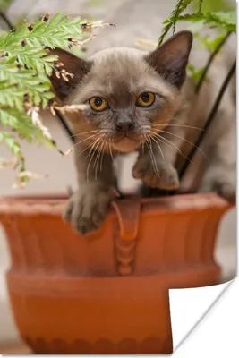 Produktbild von MuchoWow® Poster Ein junges birmanisches Kätzchen sitzt inmitten der Pflanzen 20x30 cm - Papierdruck