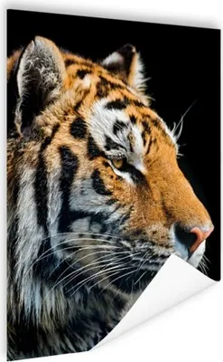 Produktbild von MuchoWow® Poster Tiger - Kopf - Schwarz 90x120 cm - Wohnzimmer