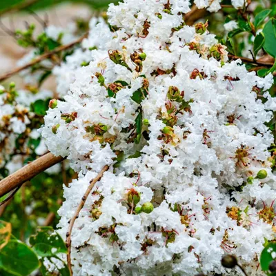 Zdjęcie produktu dla Lagerstroemia indica 'Sara's Favorite', bz indyjski, doniczka 2 litry