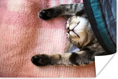 Produktbild von MuchoWow® Poster Schlafende Katze auf einem Teppich 30x20 cm - Plakate - Print