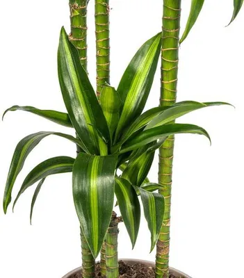 Obrázek produktu pro Dracaena deremensis „Hawaiian Sunshine“ – pokojová rostlina, průměr 27 cm, výška 180 cm