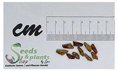 Produktbild von 10 Stück Abies amabilis Purpur-Tanne Pflanzen - Samen
