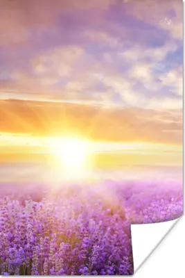 Produktbild von MuchoWow® Poster Lavendel - Sonne - Himmel - Natur 40x60 cm - Plakate für die Wand - Poster Babyzimmer