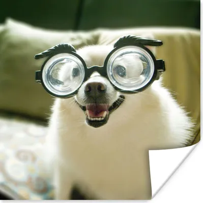 Produktbild von MuchoWow® Poster Tier - Hund - Schutzbrille 75x75 cm - Wand Dekoration
