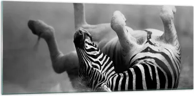 Produktbild von Bilder auf glas - Zebra Streifen Tier wild - 120x50cm - Glasbilder - Wandbilder - Kunstdruck - zum Aufhängen bereit - Wanddekoration aus Glas - Glas Bilder - Wandbild auf Glas - GAB120x50-2699