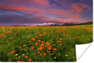 Produktbild von MuchoWow® Poster Blumenwiese - Rosa - Berge 180x120 cm - Fotoplakat
