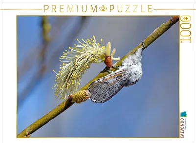 Produktbild von CALVENDO Puzzle Großer Gabelschwanz (Cerura vinula) | 1000 Teile Lege-Größe 64x48cm Foto-Puzzle für glückliche Stunden