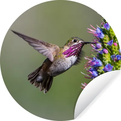 Produktbild von MuchoWow® Runde Wandtattoo - Wandsticker Tapete Aufkleber Kolibri - Pflanze - Lila Ø 80 cm Selbstklebend und Repositionierbar - Wandaufkleber - Kreis - Mauerkreis - Wand Bilder - Wandsticker - Wohnzimmer Dekoration - Dekoration für die Wände - Aluminium - Babyzimmer