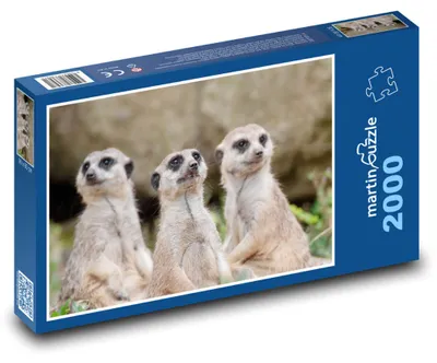 Zdjęcie produktu dla martinpuzzle - Puzzle 2000 - Surikaty