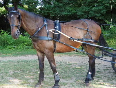 Produktbild von Zilco SL Plus Einspännergeschirr Pony