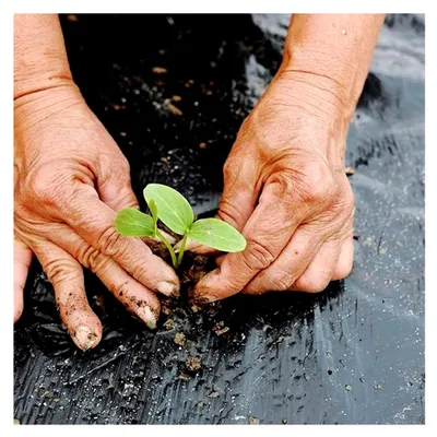 Produktbild von Kunststofffolie mit Pflanzlöchern für die Unkrautbekämpfung im Garten, atmungsaktive Mulchfolie für die Landwirtschaft (10mx0,95m)