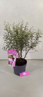 Produktbild von Calliandra surinamensis 'Dixie Pink', surinamischer Puderpinsel, 3-Liter-Topf