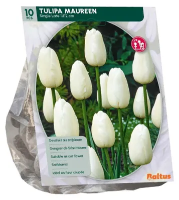 Productafbeelding van Tulipa Maureen 10 stuks bloembollen Baltus
