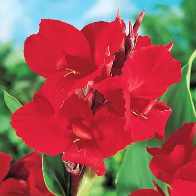 Zdjęcie produktu dla Canna Kanna Paciorecznik Red Dazzler 1 szt sadzonki canny kanny