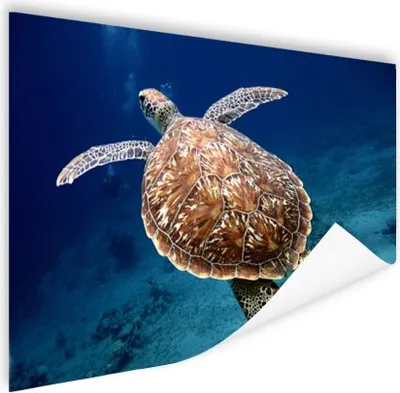 Produktbild von MuchoWow® Poster Fotoabzug Meeresschildkröte 120x90 cm - Wandbild
