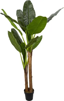 Produktbild von NATURN LIVING Musa Zimmerpflanze - ø 45 x 160 cm - Kunststoff Bananenpflanze - Kunstpflanze - Pflegeleichte Bananenpflanze - Grün