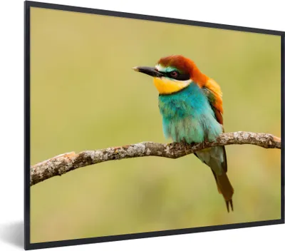 Produktbild von MuchoWow® Gerahmtes Poster Vogel - Bienenfresser - Tiere 80x60 cm - Poster mit Schwarzem Bilderrahmen Wandposter Rahmen Foto Bilder - Schwarzem - Mit Gestell
