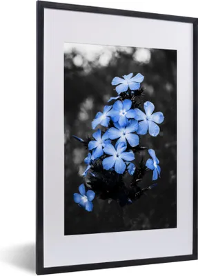 Produktbild von MuchoWow® MuchoWow® Gerahmtes Poster Blumen - Schwarz - Weiß - Blau 40x60 cm - Poster mit zchwarzem Bilderrahmen - Poster in Rahmen