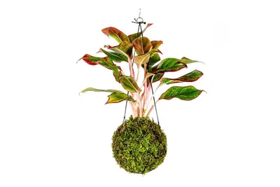 Obrázok produktu pre Gardners Kokedama Aglaonema Kréta (L)