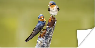 Produktbild von MuchoWow® Poster Vögel - Zweig - Porträt 40x20 cm - Poster für die Wand - Poster Schlafzimmer
