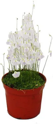 Obrázok produktu pre Mäsožravá rastlina - Vodná hadica - Utricularia livida - 9cm kvetinác - Rarita