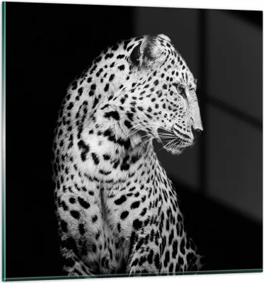 Produktbild von Bilder auf glas - Einteilig - Leopard Panther Katze - 40x40cm - Glasbilder - Wandbilder - Bilder - zum Aufhängen bereit - Wanddekoration aus Glas - Glas Bilder - Wandbild auf Glas - GAC40x40-4919
