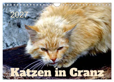 Produktbild von Katzen in Cranz (Wandkalender 2027 DIN A4 quer), CALVENDO Monatskalender