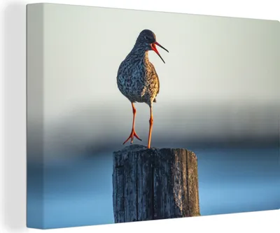 Obrázek produktu pro OneMillionCanvasses® - Obrazy na plátně - 140x90 cm, Červenka s mořem v pozadí, Nástěnné umění tisk Nástěnná dekorace - Fotografie na plátně - Obraz na dřevěném rámu