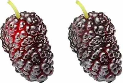 Obrázek produktu pro Trpasličí moruše 'Mojo Berry', 50–70 cm – Morus rotundiloba, zimuvzdorná moruše, ovocný strom pro zahradu, balkon a květináče