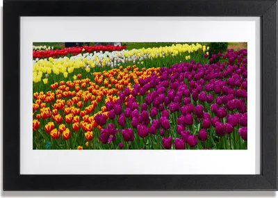 Produktbild von Bild 30x20 MDF-Rahmen Wandkunst Tulpen Blumen