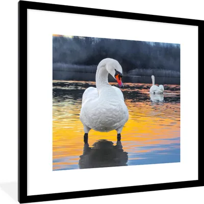 Produktbild von MuchoWow® Gerahmtes Poster Schwan - Vogel - Sonnenuntergang - Wasser 40x40 cm - Poster mit Schwarzem Bilderrahmen Wandposter Rahmen Foto Bilder - Poster - Plakat im Rahmen