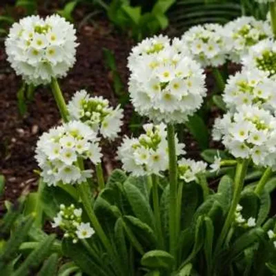 Imagen del producto de Primula denticulata 'Alba' - Primerula - Raíces - 4 unidades