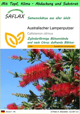 Produktbild von SAFLAX Garden to go - Australischer Lampenputzer - Callistemon citrinus - 400 Samen - Mit Topf, Klima - Deckel und Anzuchtsubstrat