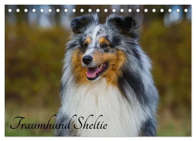 Produktbild von Traumhund Sheltie (Tischkalender 2027 DIN A5 quer), CALVENDO Monatskalender