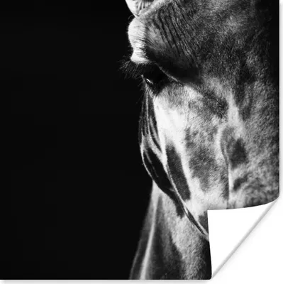 Produktbild von MuchoWow® Poster Tierprofil Giraffe in schwarz und weiß 100x100 cm - Babyzimmer