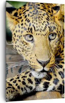 Produktbild von Bild auf Leinwand - Leinwandbild - Einteilig - Tiere gefährlich wilde katze - 80x120cm - Wand Bild - Wanddeko - Wandbilder - Leinwanddruck - Wanddekoration - Leinwand bilder - Wandbild - PA80x120-2702